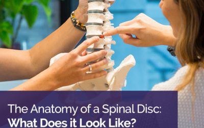 The Anatomy of a Spinal Disc: What Does it Look Like?